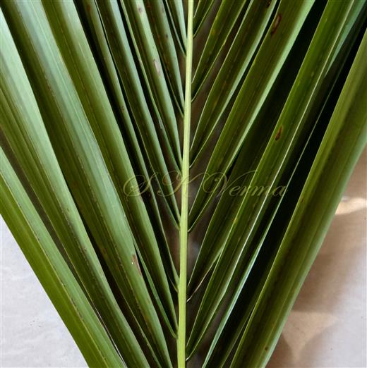  Leaflets - Abaxial surface